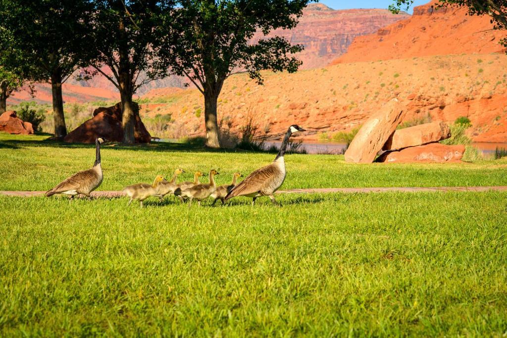 Sorrel River Ranch Resort & Spa Моаб Экстерьер фото